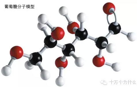 為什么說葡萄糖是人體內最重要的能量來源