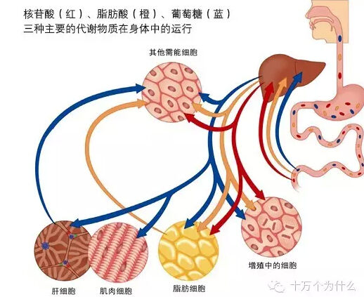 為什么說葡萄糖是人體內最重要的能量來源