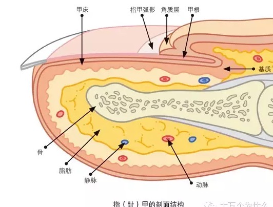 為什么指（趾）甲生長有快慢