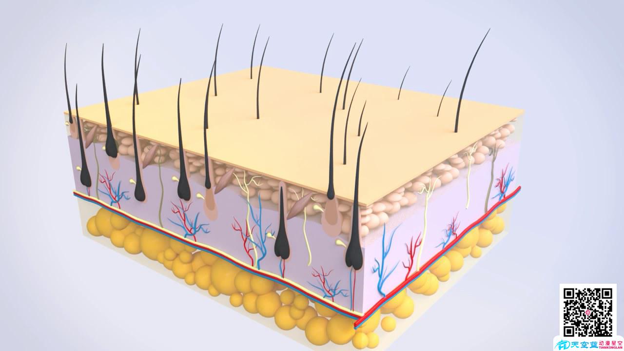 醫(yī)學(xué)動(dòng)畫(huà)制作毛囊
