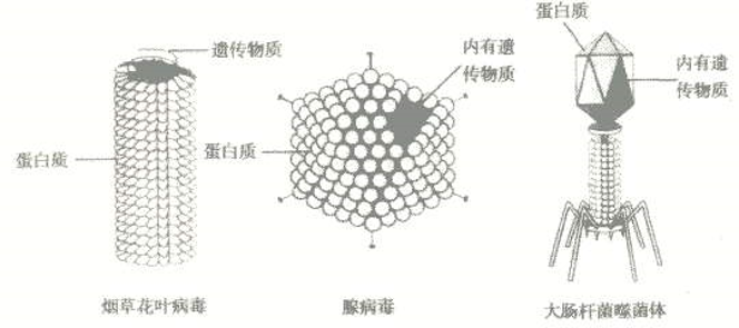 黃鶴樓動漫