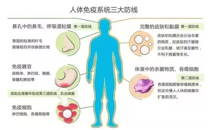 吃什么可以提高免疫力？