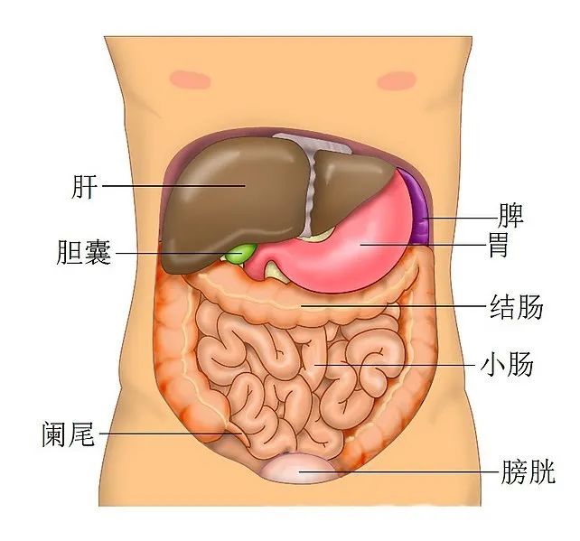 新冠病毒疫情中的救命神器“人工肝”，是怎樣煉成的？