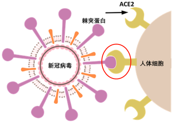 新冠病毒導致男性不育，有科學根據(jù)嗎？