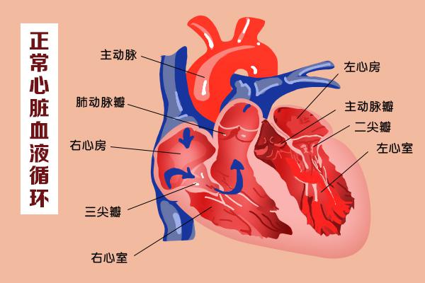 這幾扇“門”，決定了血液的流向