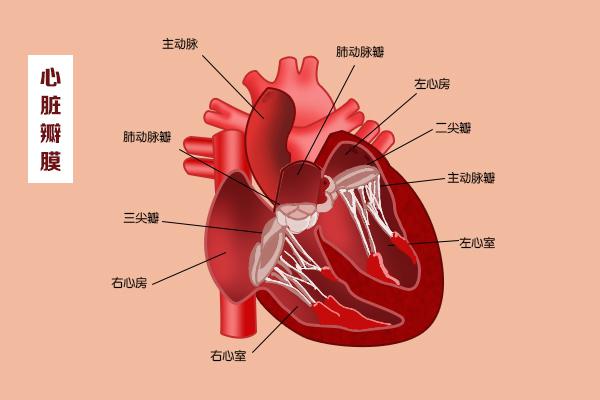 這幾扇“門”，決定了血液的流向