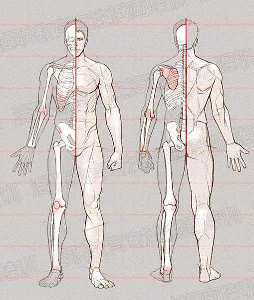 零基礎(chǔ)學(xué)繪畫(huà)教程！如何正確掌握繪畫(huà)人體結(jié)構(gòu)？