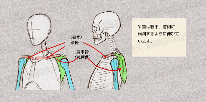 零基礎(chǔ)學(xué)繪畫(huà)教程！如何正確掌握繪畫(huà)人體結(jié)構(gòu)？