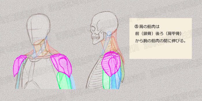 零基礎(chǔ)學(xué)繪畫(huà)教程！如何正確掌握繪畫(huà)人體結(jié)構(gòu)？