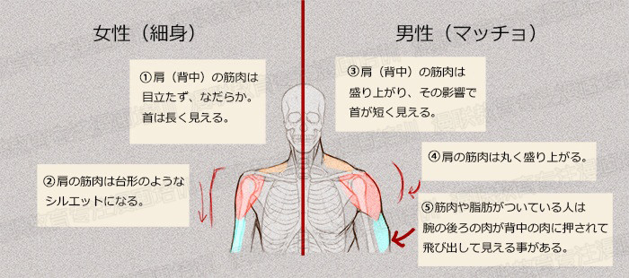 零基礎(chǔ)學(xué)繪畫(huà)教程！如何正確掌握繪畫(huà)人體結(jié)構(gòu)？