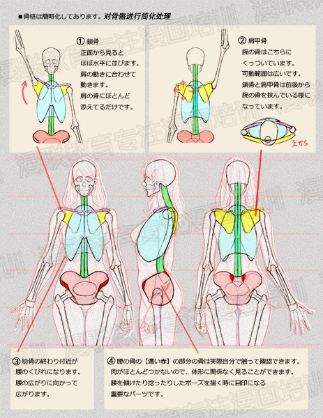 零基礎(chǔ)學(xué)繪畫(huà)教程！如何正確掌握繪畫(huà)人體結(jié)構(gòu)？