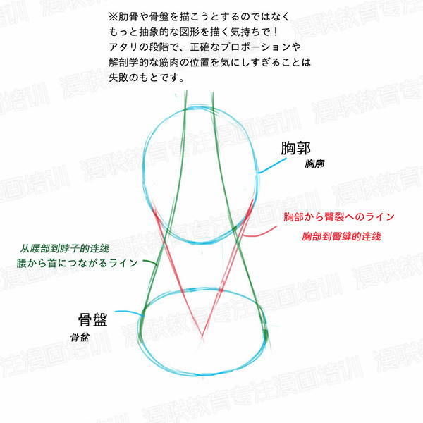 「教程」如何正確掌握人體結(jié)構(gòu) part 01 男女背部的區(qū)別畫法