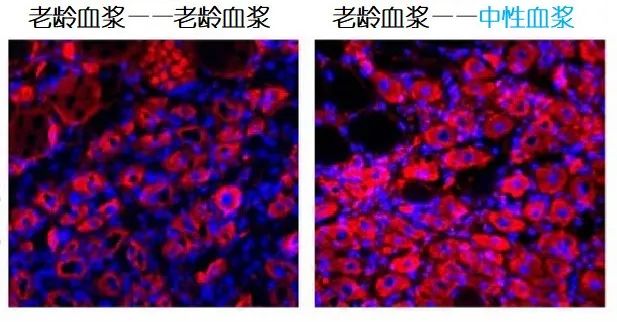 重返年輕不用大換血，只要給血液“兌點水”？