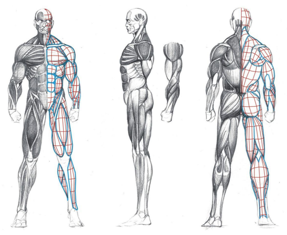 「動(dòng)漫設(shè)計(jì)」人體繪畫基礎(chǔ) part 02 認(rèn)識(shí)肌肉（1）
