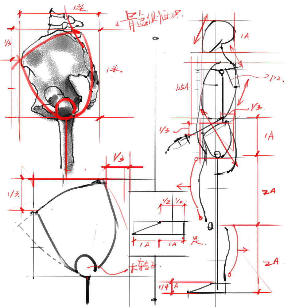 「動(dòng)漫設(shè)計(jì)」分享一波繪畫專用人體解剖素材 part 02