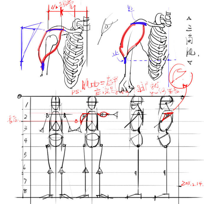 「動(dòng)漫設(shè)計(jì)」分享一波繪畫專用人體解剖素材 part 02