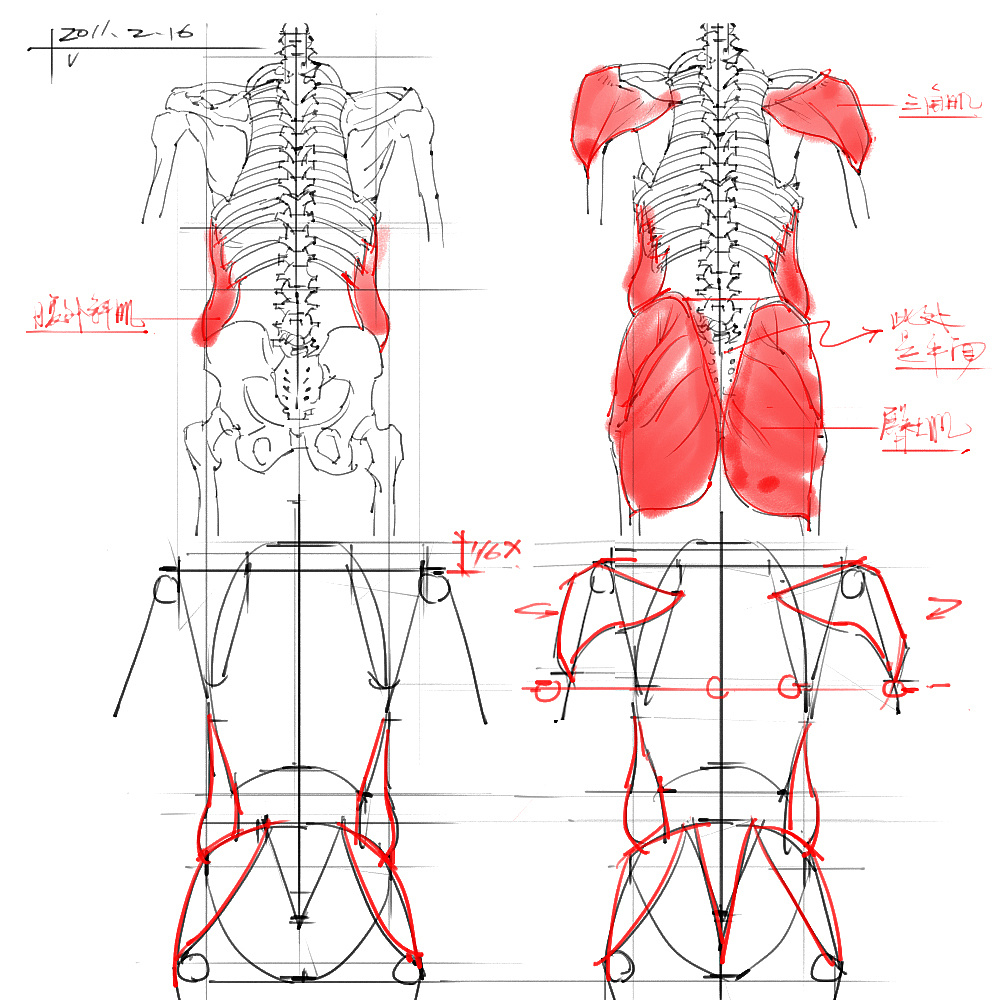 「動漫設(shè)計」分享一波繪畫專用人體解剖素材 part 03