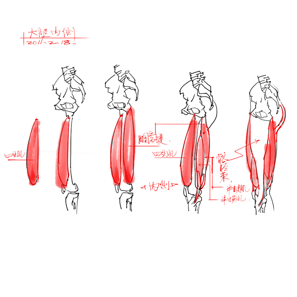 「動(dòng)漫設(shè)計(jì)」分享一波繪畫專用人體解剖素材 part 04