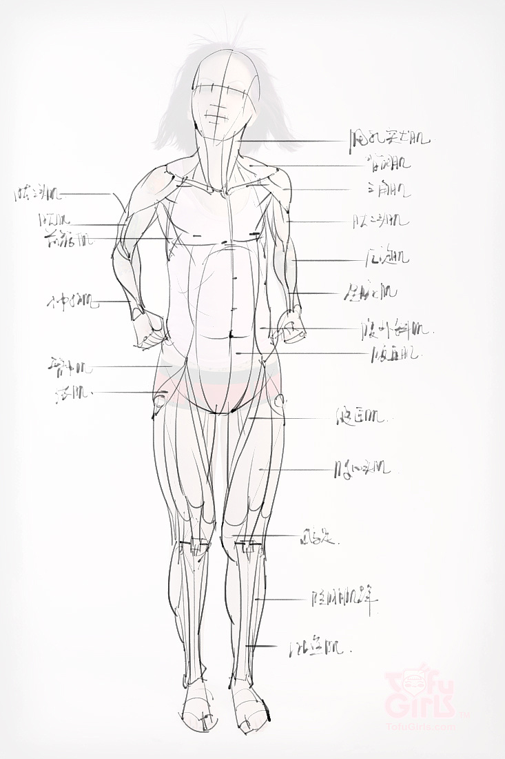 「動(dòng)漫設(shè)計(jì)素材」分享一波繪畫(huà)專(zhuān)用人體解剖素材 part 09