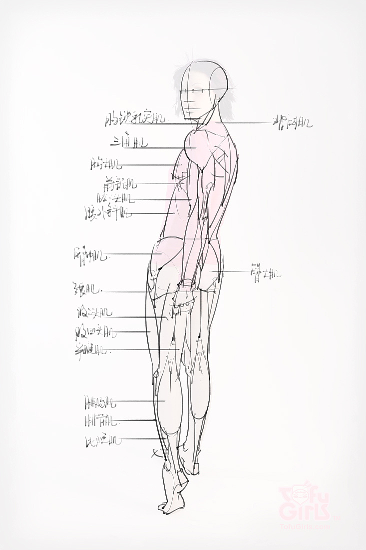 「動(dòng)漫設(shè)計(jì)素材」分享一波繪畫(huà)專(zhuān)用人體解剖素材 part 09