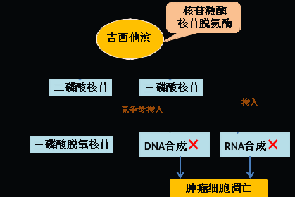 同樣的藥，為什么對(duì)他有效卻對(duì)你沒效果，可能得問腸道菌群