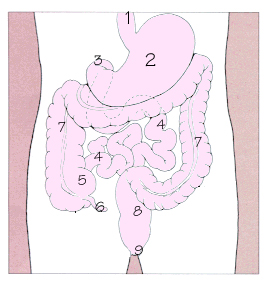 消化道示意圖，1.食道 2.胃 3.十二指腸 4.小腸 5.盲腸 6.闌尾 7.大腸 8.直腸 9.肛門